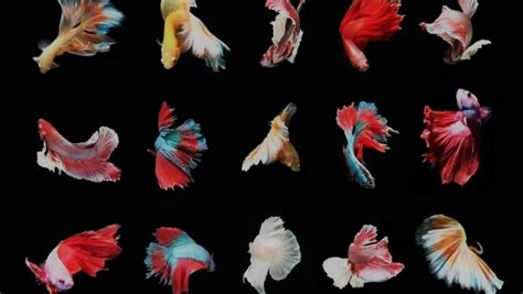 19 Types of Betta Fish By Betta Tail Types (Complete Guide) .